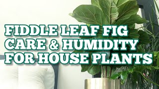 beginners guide to FIDDLE LEAF FIG amp HUMIDITY for HOUSEPLANTS feat Elechomes SH8820 humidifier [upl. by Marten60]