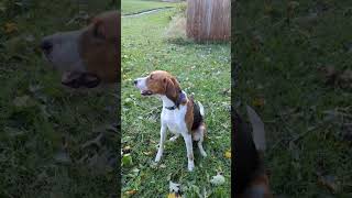 Playing with Archer after storm damage foxhound [upl. by Mendive130]