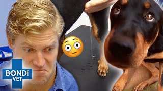 Top 5 Pets Bladder Catastrophes 🆘 Bondi Vet Compilation  Bondi Vet [upl. by Adamis]