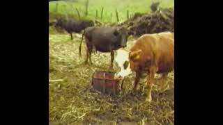 La production de lait 1985  Archives Réunion 1ère [upl. by Lawan]