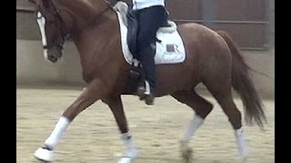 SOLD wwwsporthorsesonlinecom 2005 FEI dressage pony gelding 142 hh [upl. by Fidel993]