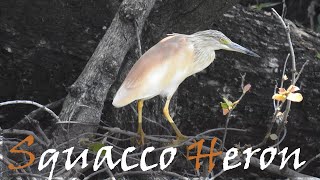 Squacco Heron Ardeola ralloides Bird Call amp Video Kruger Park  Stories Of The Kruger [upl. by Yellah]