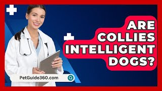 Are Collies Intelligent Dogs  PetGuide360com [upl. by Eanram]