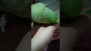 Mithu ko pyar aa raha hai 😅parrot parrottalking parrotsinging mytalkingparrot shortsvideo [upl. by Erikson810]