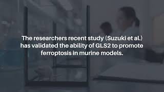 GLS2 Shapes Ferroptosis in Hepatocellular Carcinoma  Oncotarget [upl. by Kapoor]