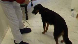 Teaching a Nose Target Touch Your Hand A Key Skill for Dogs markertraining clickertraining [upl. by Eyllom]