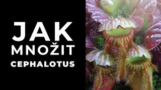 Jak množit cephalotus [upl. by Kurys]