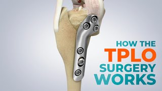 CCL Tears and How a TPLO Surgery Works [upl. by Compton688]