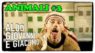 Gli Animali il cammello 3 di 3  I Corti di Aldo Giovanni e Giacomo [upl. by Sochor]