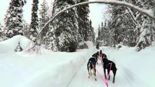 2016 Husky run in Finnland Kittilä 01 [upl. by Betthezel136]