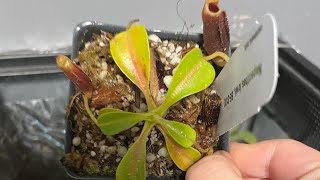 Nepenthes lowii unboxing 2 weeks ago [upl. by Tades]