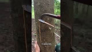 Descubriendo el Árbol del Caucho El Origen del Látex latex arboles naturaleza [upl. by Michael13]