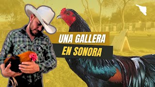 Una gallera en Sonora [upl. by Zeta]