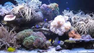 22 Year Old Reef System [upl. by Ainigriv]