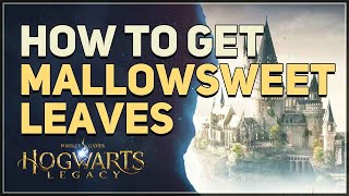 How to get Mallowsweet Leaves Hogwarts Legacy [upl. by Kalvn]