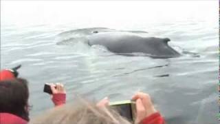 Les baleines à Tadoussac 2wmv [upl. by Phox]