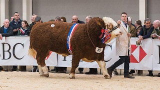 Simmental Judging at Stirling Bull Sales February 19th 2017 [upl. by Nojram]