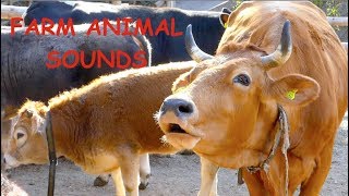 REAL FARM ANIMAL SOUNDS WITHOUT MUSIC for children and parents  cow mooing for kids Kuh muht [upl. by Gerrie]