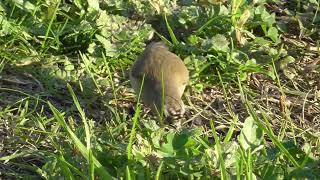 Yellow rumped Thornbill Laverton Creek 5th June 2024 [upl. by Nivrag]