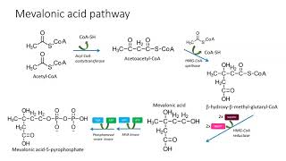 Mevalonic pathway [upl. by Eille]