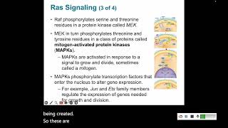 Signal Transduction 4 Enzyme Coupled Receptors [upl. by Assilem]