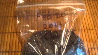 How to Germinate Palm Seeds Easily [upl. by Eniamerej68]