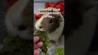 Can Guinea Pigs Eat Lettuce  GuineaDad School [upl. by Malia]