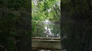 Wakulla Springs State Park Florida nature shorts [upl. by Aretak]