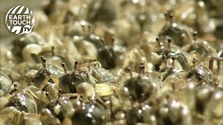 Sand bubbler crabs emerge in their thousands [upl. by Nemzaj573]