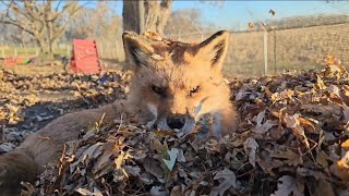 Finnegan Fox plays in the leaves on the trampoline [upl. by Ycnaffit683]