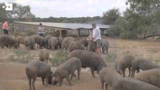 El sueño del jamón de pata negra hecho en EEUU se gesta en Texas y Florida [upl. by Navak502]