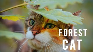 Adorable Calico Cats Forest Adventures [upl. by Judy]