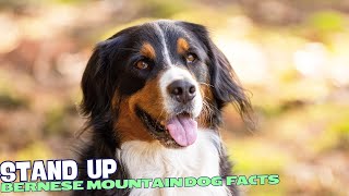 10 Fascinating Facts About Bernese Mountain Dogs 🏔️ [upl. by Husch819]