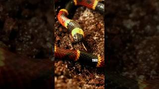 Difference Between Scarlet King And Eastern Coral Snake [upl. by Womack57]