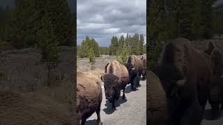 Bisons walking along the road in Yellowstone National Park [upl. by Sitarski]