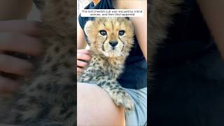 This lost cheetah cub was rescued by a kind woman and then animalshorts shortvideo [upl. by Ortrud]