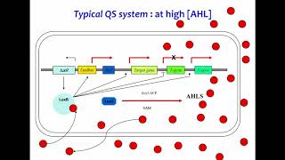 Introductory lecture  Quorum Sensing in PlantAssociated Bacteria [upl. by Greenman102]