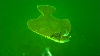 Incredible Underwater FlounderFluke Fishing Behavior [upl. by Hachmin186]