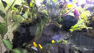 Phyllobates Bicolor Calling [upl. by Athalie]