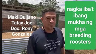 EP570 mukha ng mga breeding roosters ni Maki Quijano Tatay Joe at Doc Rony Gonzales [upl. by Sigsmond506]