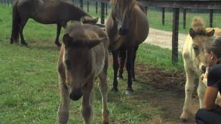 isibless  Creekside Farm Katrin Sheehan USA [upl. by Faucher888]