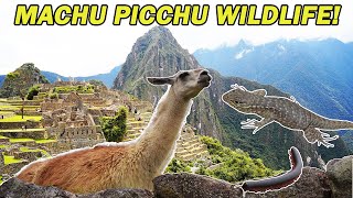 Exploring Machu Picchu Wildlife Showcase of the Ancient Ruins [upl. by Obau]