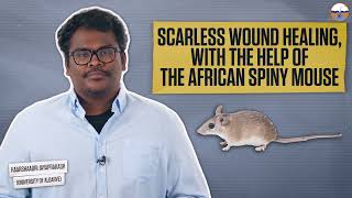 Scarless wound healing with the help of the African spiny mouse  Haarshaadri Jayaprakash [upl. by Mcbride]