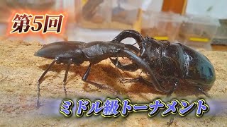 カブトムシ第5回ミドル級トーナメントクワガタ [upl. by Cyprian]