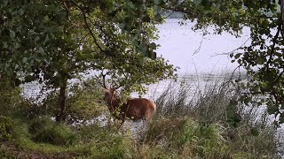 🦌🦌🇬🇧Wollaton Park Nottingham UK vlog 4k deer Park relaxing musictrvelvlog [upl. by Neras260]