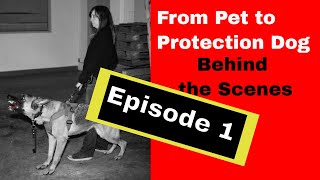 Fearful Dog Trained in Personal Protection Part 1 K91com [upl. by Marvel]