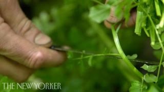 Foraging for Watercress [upl. by Hanus929]