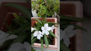 Ruellia simplex  beautiful flowers 💐 mossross purslane  plants bonsai youtubeshorts shorts [upl. by Eetnahs]