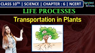 Class 10th Science  Transportation in Plants  Chapter 6  Life Processes  NCERT [upl. by Dimo]