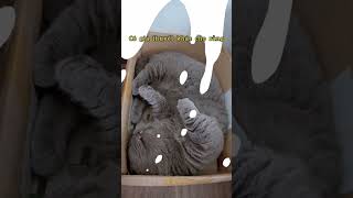 Why are cats hyperactive after going to the toilet youtubeshorts trendingshorts viralvideo [upl. by Ybab]